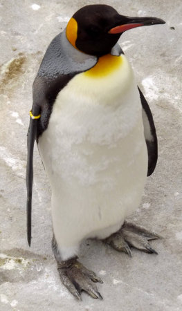 Emperor Penguin taken at Edinburgh Zooのeditorial素材