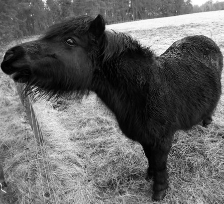 Pony looking a bit suspiciousの写真素材