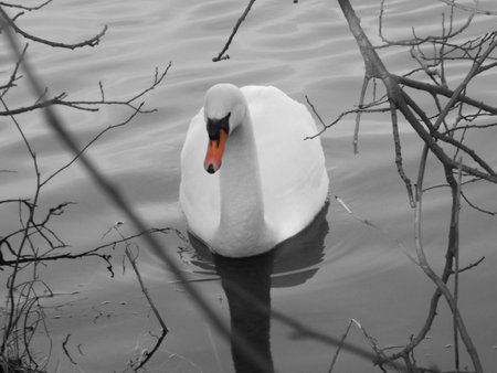 Swan at Birnie Loch a local nature reserveの写真素材