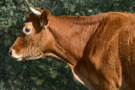 two white and orange cows grazing and resting in a meadow in the green grassの写真素材