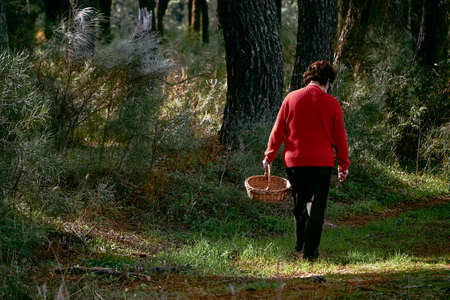 Woman dressed in a red jumper is walking along a path in a forest. she is carrying a basket. she is looking for mushrooms. Image of pine forests in autumn.の写真素材