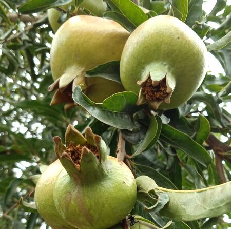 photo of pomegranates hanging in a branchの写真素材