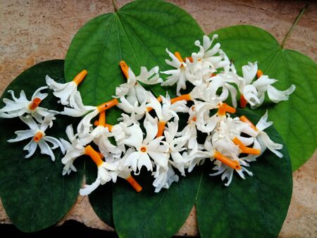 night queen or white flowers arranged randomly over the leavesの写真素材