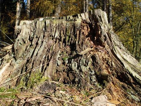 Old stump