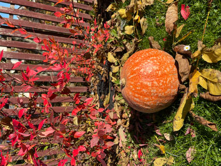 Beautiful orange pumpkins from the gardenの写真素材