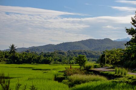 Paddy green and gold Rice Fields in Thailand (farm, field, rice)