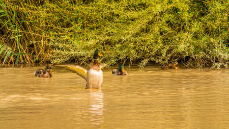In the fresh air, in cool water, the duck family is basking in the sun as it rises.の写真素材