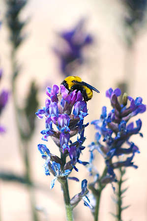 beeの写真素材