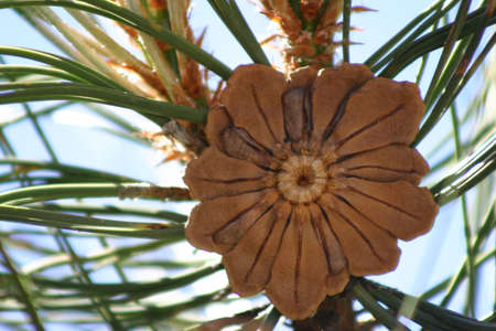 pine cone