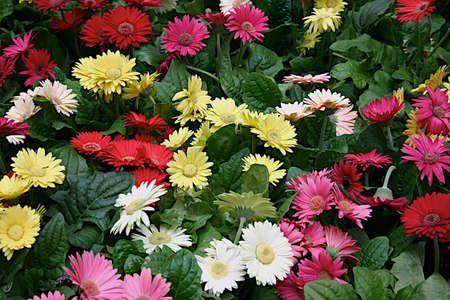 gerber daisyの写真素材