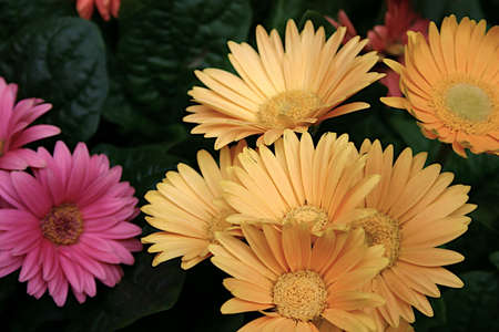 gerber daisyの写真素材
