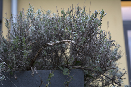 urban garden exampleの写真素材