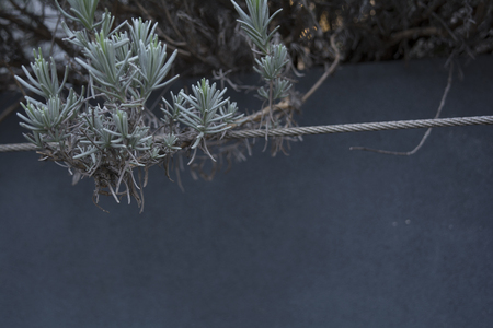 urban garden exampleの写真素材