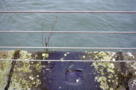 moss and plants on the waterfrontの写真素材