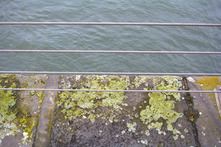moss and plants on the waterfrontの写真素材