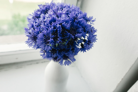 beautiful bunch of cornflowers in vase on wooden white window sill background, rustic wallpaper concept, space for textの写真素材