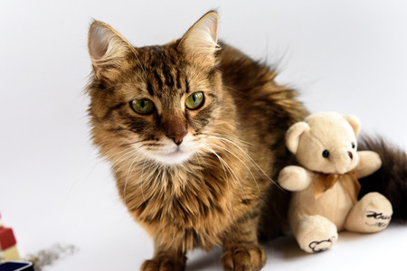 cute adorable cat and teddy toy on white background, family and care conceptの写真素材