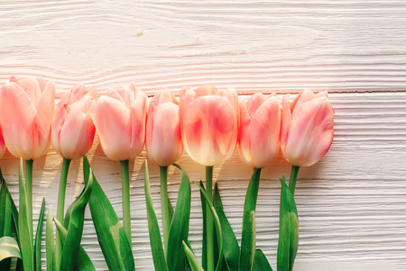 pink tulips on white rustic wooden background flat lay. spring top view of flowers in soft morning sunlight with space for text. hello spring. blogging conceptの写真素材
