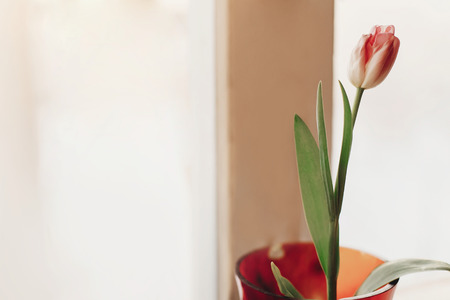 beautiful pink tulip in vase on window in soft morning light in home. tender view of spring flower with space for text. hello springの写真素材