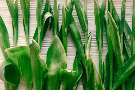 fresh green stems of tulips close-up on white wooden background. top view  of plants.の写真素材