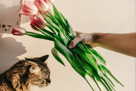 stylish hipster girl playing with her cute cat with tulips in morning in room. funny moments at home in soft sunny light in springtime. space for textの写真素材