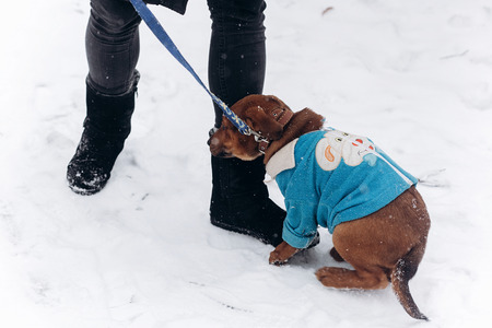 stylish hipster girl walking out with cute puppy in snowy cold winter park. moments of true happiness. adoption concept. save animalsの写真素材