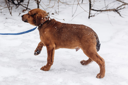 cute little brown puppy with leash walking in snowy cold winter park. adoption concept. save...