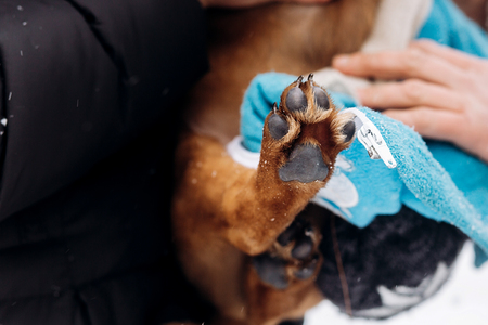 little puppy paw close up.women dressing up cute doggy in snowy cold winter park. adoption concept. save animals. space for text. sweet moment.の写真素材