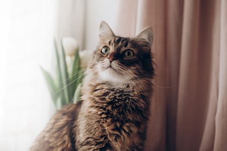 beautiful cat looking with curios green eyes big whiskers and funny emotions on background of window room with tulips. maine coon. space for text. morning lightの写真素材