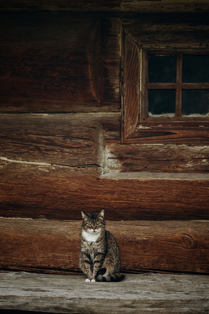 Cute grey cat sitting near old wooden house in Scandinavia, norwegian national park, domestic cat on rustic wood cottage backgroundの写真素材