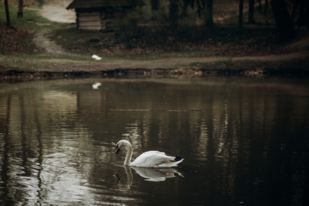 Beautiful white swan swimming in a pond at British wildlife park, swan bird in rural village - water reflection, symbol of love and loyaltyの写真素材