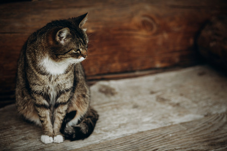 Cute domestic cat sitting on wooden floor near rustic slavic house, funny grey cat posing in countryside outdoors close-up, pet animal conceptの写真素材
