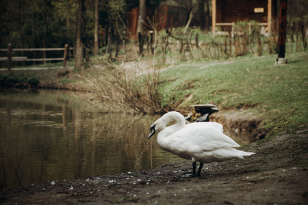 Beautiful white swan bird standing near pond in national wildlife park, swan lake with a wooden house in a countryside village, tranquil scene, purity conceptの写真素材