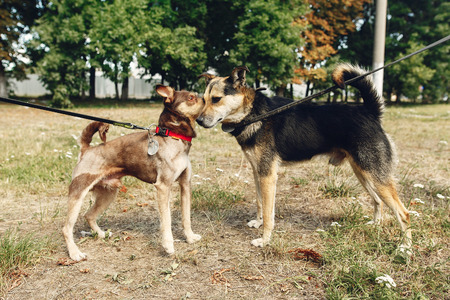 two cute dogs talking playing and having fun from shelter outside in sunny park, adoption concept