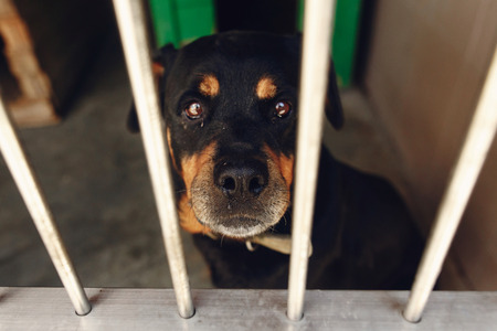 cute rotweiler dog in shelter cage with crying eyes, sad emotional moment, adopt me concept, space for textの写真素材