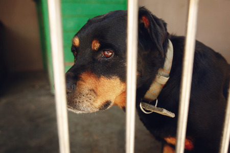 cute rotweiler dog in shelter cage with crying eyes, sad emotional moment, adopt me concept, space for textの写真素材