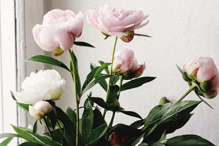lovely peony pink and white flowers on background of window light, sweet homeの写真素材