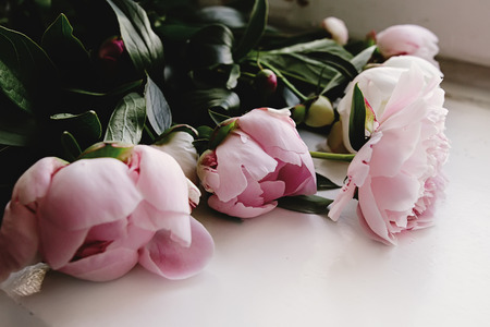 lovely peony pink flowers on rustic white background, unusual view, celebration card concept