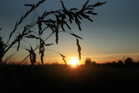 silhouette of herb at rays in amazing sunshine moment in summer evening, calm and atmosphericの写真素材