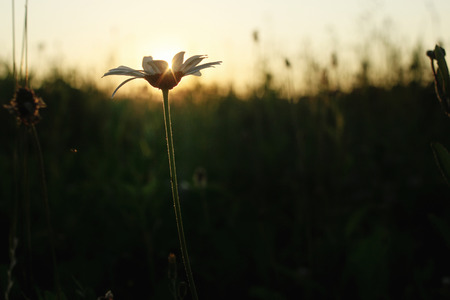 beautiful daisy flower at sunset,  sun rays in summer meadow at evening, calm atmosphere, space for textの写真素材