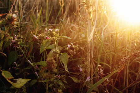 beautiful wheat and herbs in summer field at sunset, warm peaceful momentの写真素材