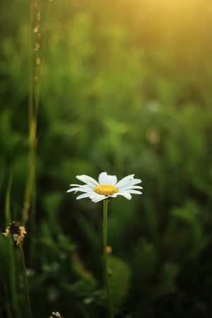 beautiful daisy flower at sunset,  sun rays in summer meadow at evening, calm atmosphereの写真素材