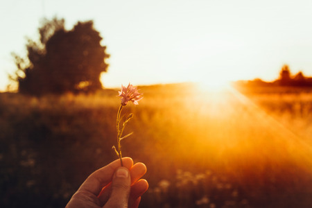 hand holding cornflower in sunset rays at summer field. wildflowers in woman hand in meadow under amazing sunshine. hipster travel concept. atmospheric moment. earth dayの写真素材