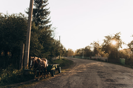 horse harness reins in carriage in village road near houses in beautiful sun light in the evening in summer in countryside farmland. rural atmospheric moment.の写真素材