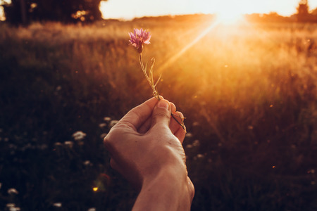 cornflower in hand in sunset rays at summer field. wildflowers in woman hand in meadow under amazing sunshine. hipster travel concept. atmospheric epic moment. earth dayの写真素材