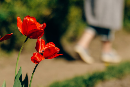 beautiful red tulips and  ground in sunny green park. tender beauty of blooming in botanical garden in spring. space for text. moment. springtime. environmental protectionの写真素材