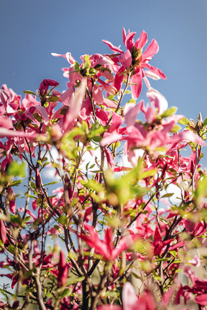 beautiful magnolia pink flowers on branches in sunny sky. tender blooming tree in botanical garden in spring.space for text. amazing moment. save environmentの写真素材