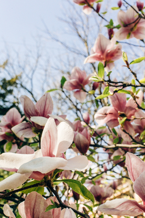 beautiful magnolia pink flowers on branches in sunny sky. tender blooming tree in botanical garden in spring.space for text. amazing moment. save environmentの写真素材