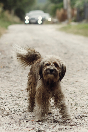Cute small grey stray dog walking on dirt road outdoors in front of wedding car procession, friendly old dog lookingの写真素材