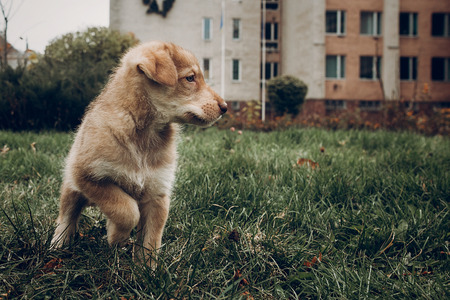 adorable brown puppy with amazing blue eyes on background of autumn park. space for text. faithful friend conceptの写真素材